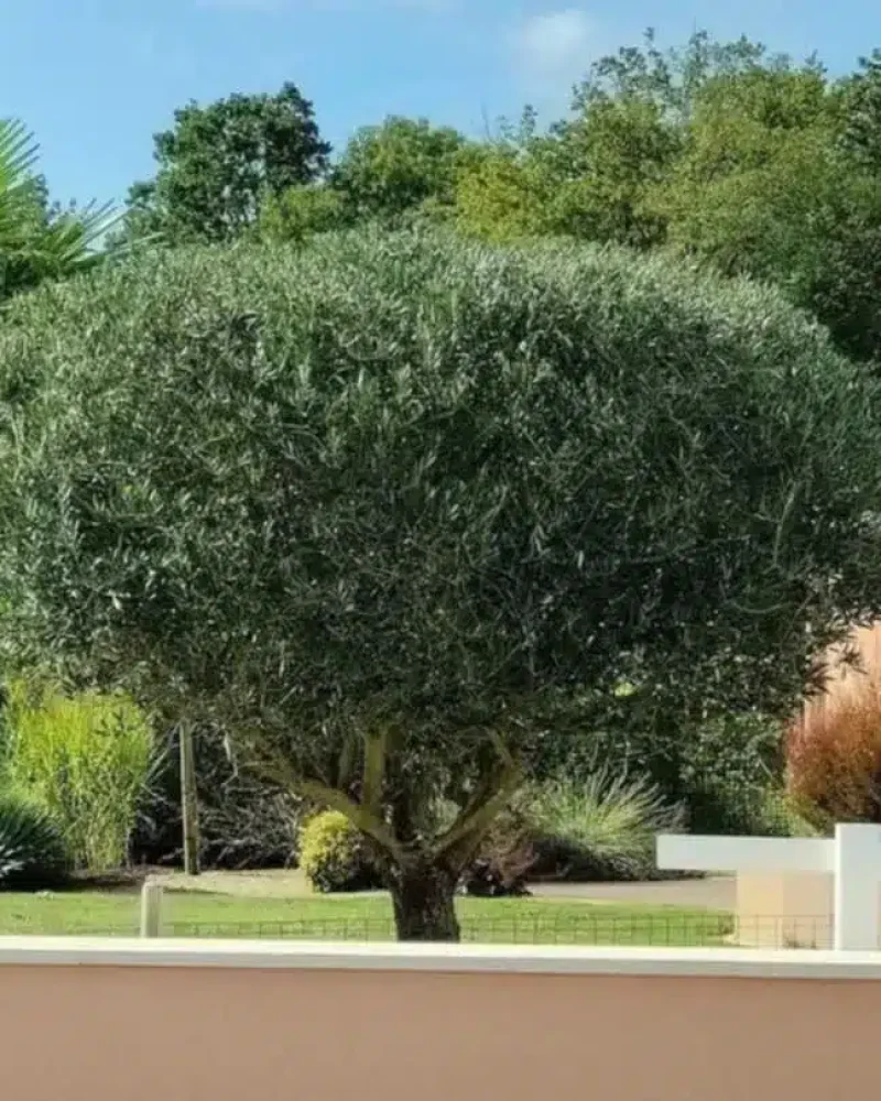 Réalisation de jardinage et d'entretien par JMS, menuisier à Saint-Hilaire-le-Vouhis
